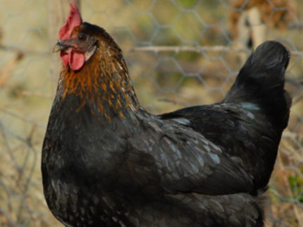 L’association lyonnaise Dignité animale est à la recherche de volontaires pour adopter des poules pondeuses L’association lyonnaise Dignité animale est à la recherche de volontaires pour adopter des poules pondeuses