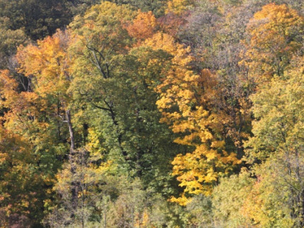 La 10e Fête des feuilles bat son plein en ce moment à Lyon La 10e Fête des feuilles bat son plein en ce moment à Lyon