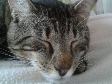 La SPA de Brignais ouvre ses portes dimanche