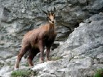 Le chamois a quitté le quartier des Buers à Villeurbanne