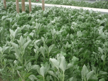 Le risque allergique toujours plus élevé dans l’agglomération lyonnaise Le risque allergique toujours plus élevé dans l’agglomération lyonnaise