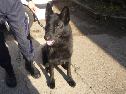 Le tout premier centre de formation priv&eacute; cynotechnique dans la r&eacute;gion