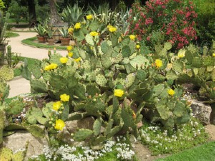 Les fleurs rares s'exposent &agrave; Saint-Priest