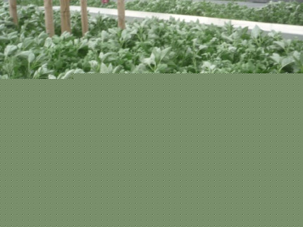 Lyon : un trafic d’herbe démantelé Lyon : un trafic d’herbe démantelé