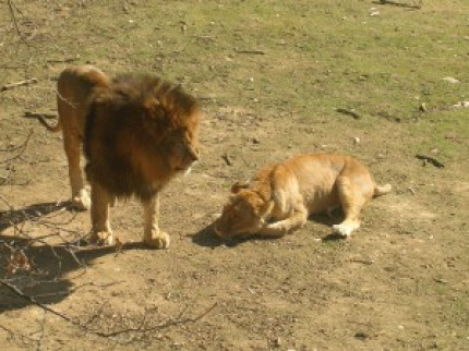 Trois lions trouvent refuge dans la Loire Trois lions trouvent refuge dans la Loire