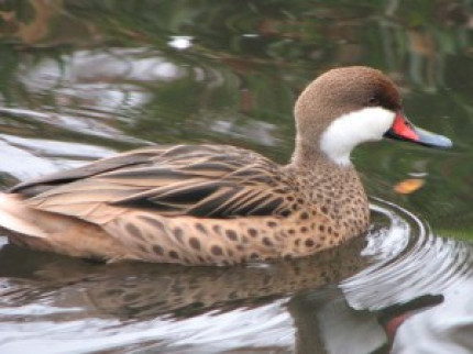 Une des vitrines du Parc des oiseaux de Villars-les-Dombes endommag&eacute;e