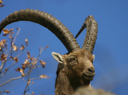 Un bouquetin aperçu près de Lyon ?