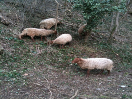 Mions : de nouveaux cadavres de moutons retrouv&eacute;s