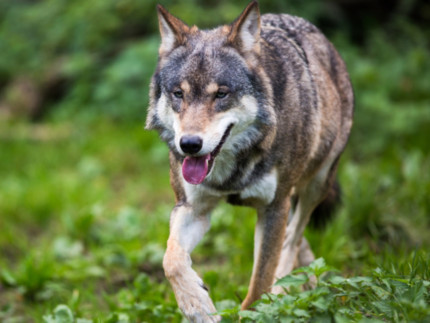 Une manifestation contre la chasse aux loups le 16 janvier à Lyon Une manifestation contre la chasse aux loups le 16 janvier à Lyon