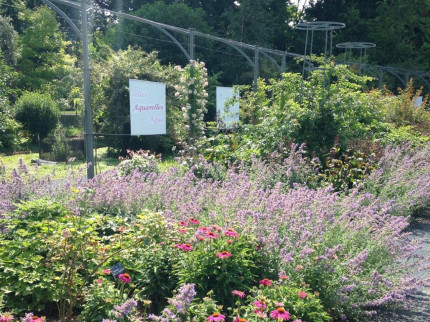 Les rénovations de la roseraie historique de Lyon ont été inaugurées Les rénovations de la roseraie historique de Lyon ont été inaugurées