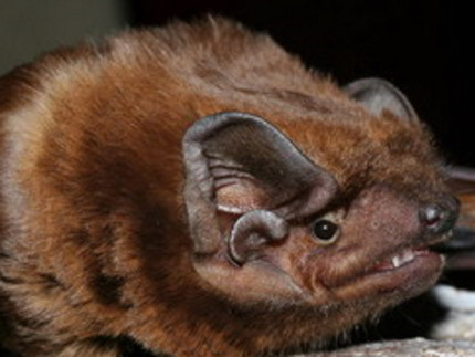 Une espèce rare de chauve-souris découverte dans le Rhône Une espèce rare de chauve-souris découverte dans le Rhône