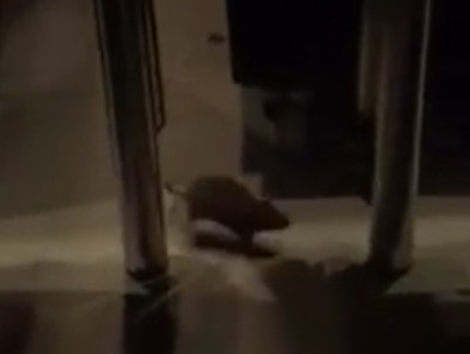 Lyon : un rat, filmé dans le Mc Do de la place Bellecour, affole internet Lyon : un rat, filmé dans le Mc Do de la place Bellecour, affole internet