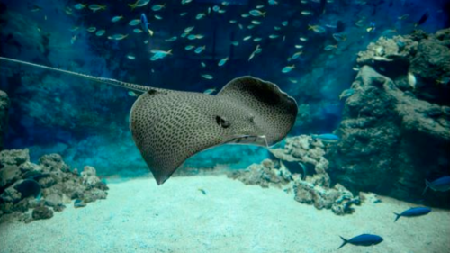 L'Aquarium de Lyon fait peau neuve : pour mieux s'émerveiller, comprendre et protéger L'Aquarium de Lyon fait peau neuve : pour mieux s'émerveiller, comprendre et protéger