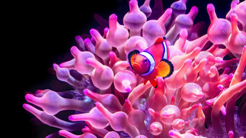 L’Aquarium de Lyon s'agrandit : une extension de 1 400 m2 à découvrir dès ce jeudi L’Aquarium de Lyon s'agrandit : une extension de 1 400 m2 à découvrir dès ce jeudi