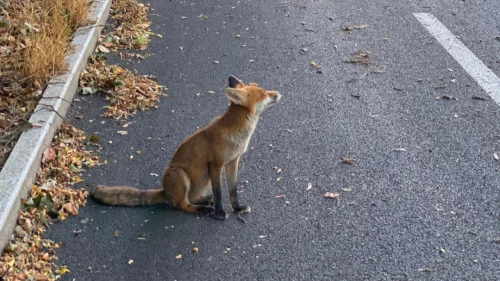 Tassin-la-Demi-Lune : le renard recherch&eacute; n&rsquo;a pas &eacute;t&eacute; abattu, il reste introuvable