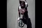 Ce chien ne fera plus de skate
