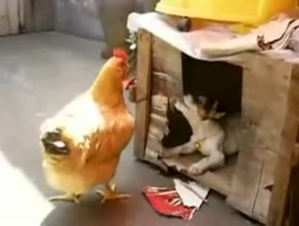 Chien viole une poule !