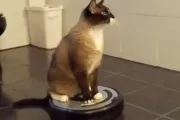 Un chat passe l'aspirateur