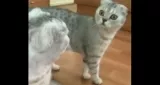 Découvrez la réaction de ce chat qui voit son reflet dans un miroir!