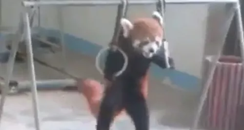 Ce gymnaste en herbe n'est autre qu'un.. Panda roux