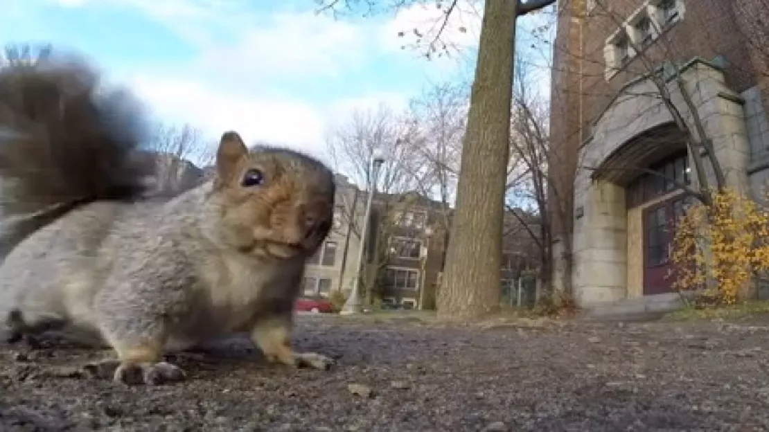 Quand un écureuil vole une GoPro..!