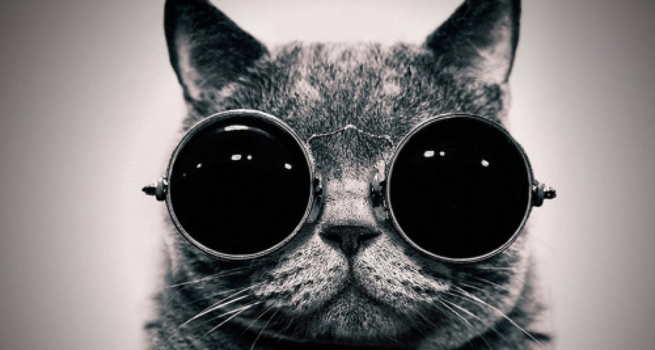 Comment voient les chats ? (Vidéo) Comment voient les chats ? (Vidéo)