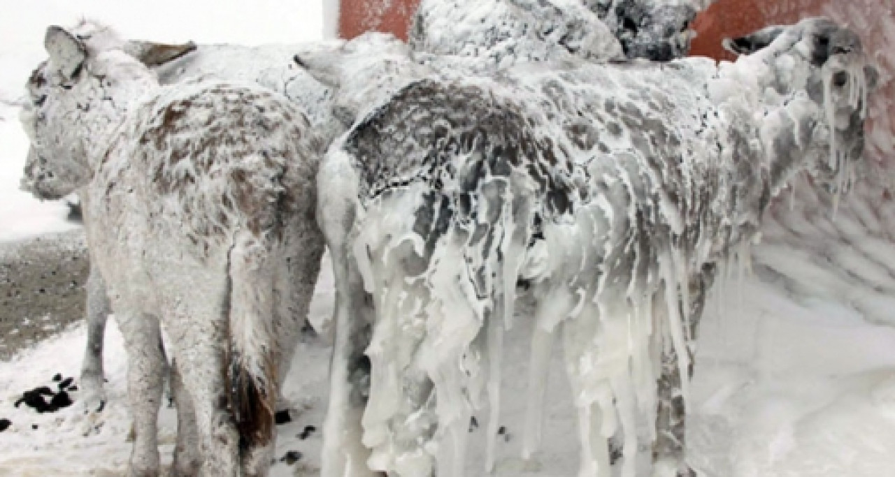 Ânes congelés (mais encore vivants) en Turquie (vidéo) Ânes congelés (mais encore vivants) en Turquie (vidéo)