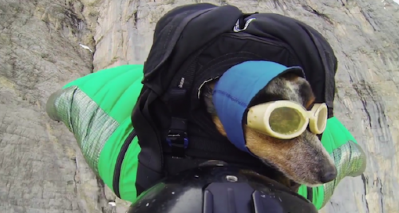 Un chien fait du Base Jump Un chien fait du Base Jump