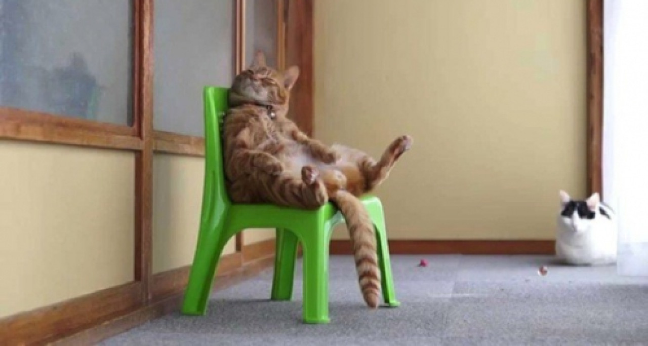 Deux minutes dans la vie d'un chat Deux minutes dans la vie d'un chat