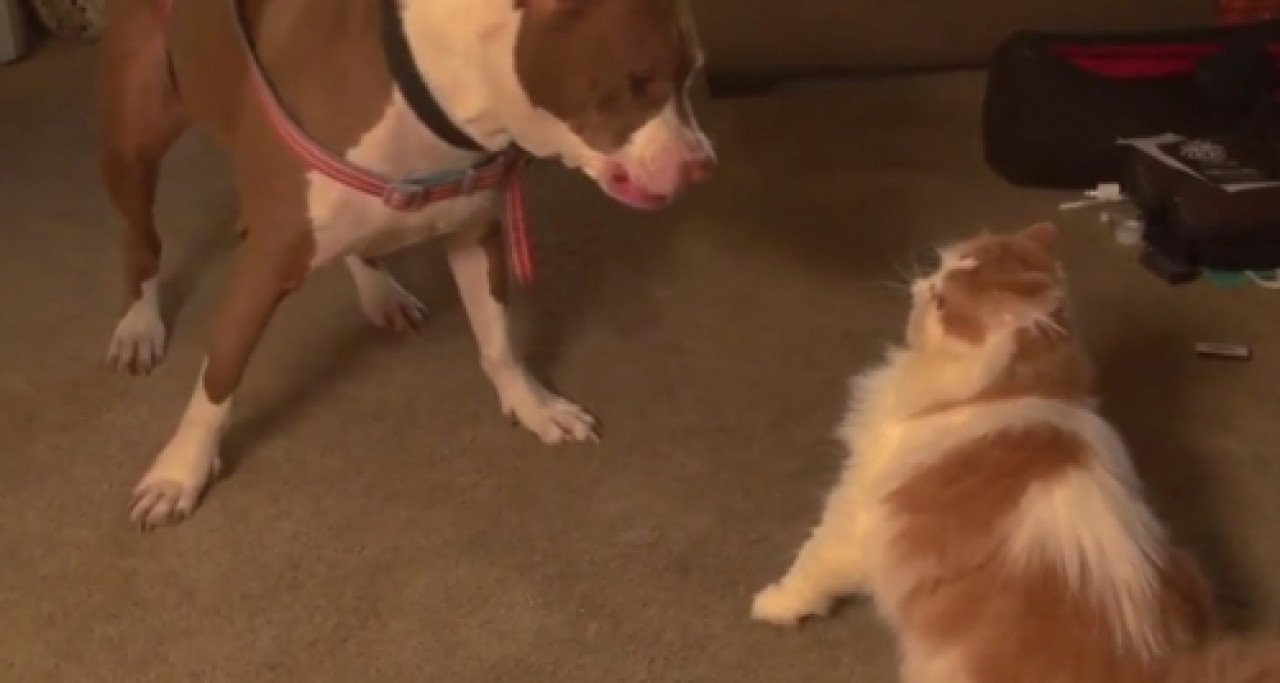 Ce chat cherche des ennuis &agrave; ce chien en slow motion