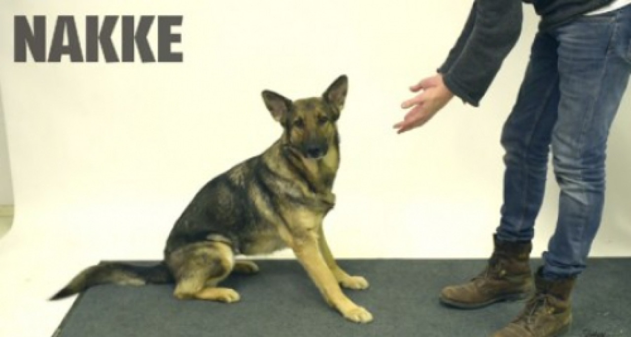 Un tour de magie à des chiens Un tour de magie à des chiens