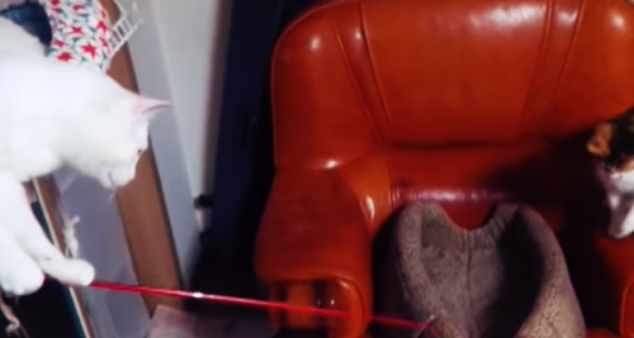 Un chat qui sait pêcher (vidéo) Un chat qui sait pêcher (vidéo)