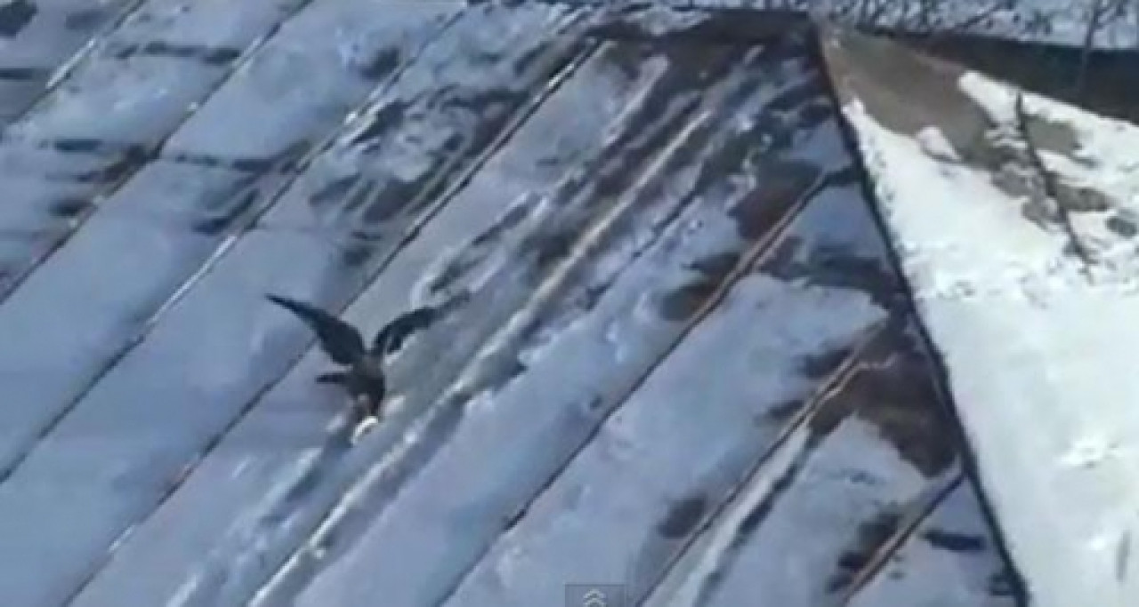 Un corbeau fait du snowboard Un corbeau fait du snowboard