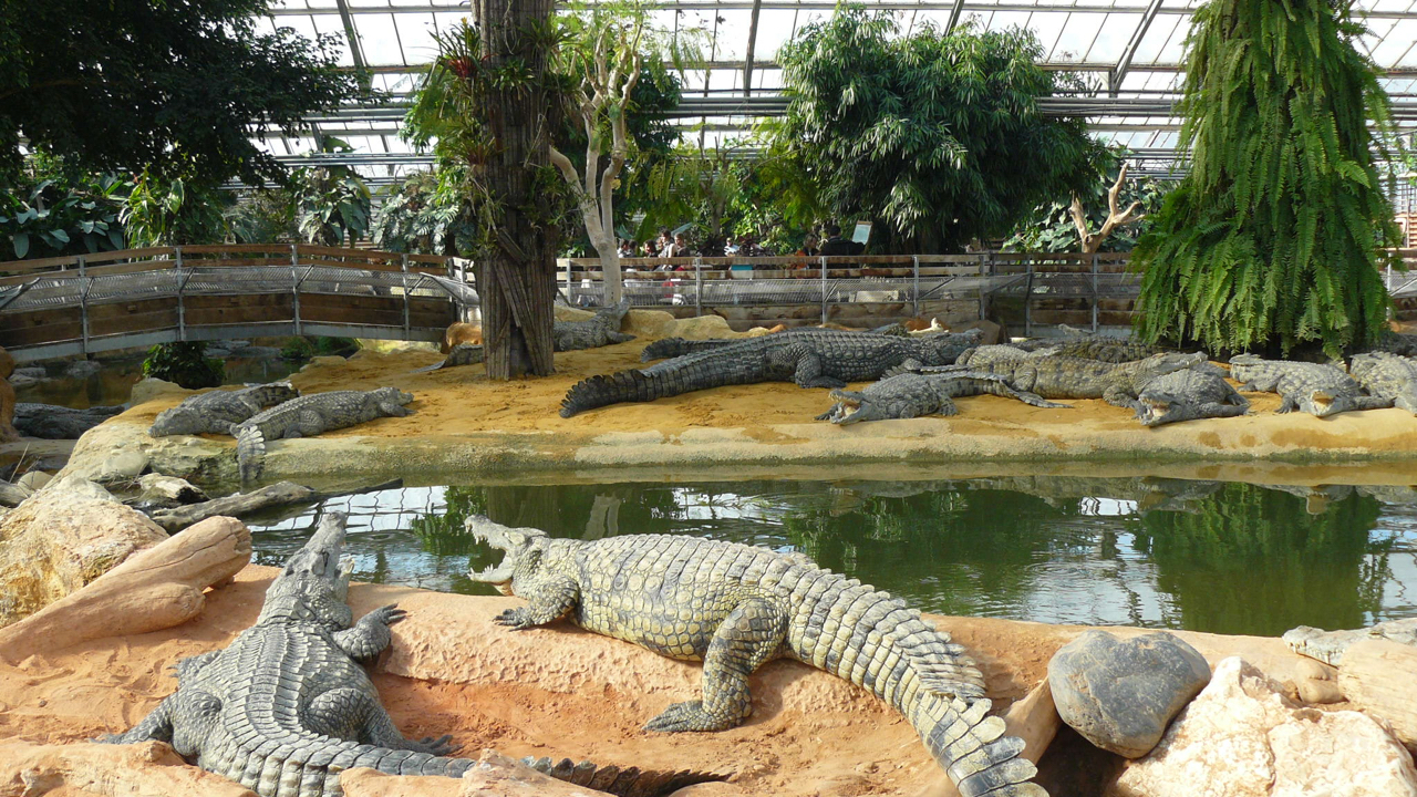 Évadez-vous en Auvergne-Rhône-alpes à la Ferme des Crocodiles ! Évadez-vous en Auvergne-Rhône-alpes à la Ferme des Crocodiles !