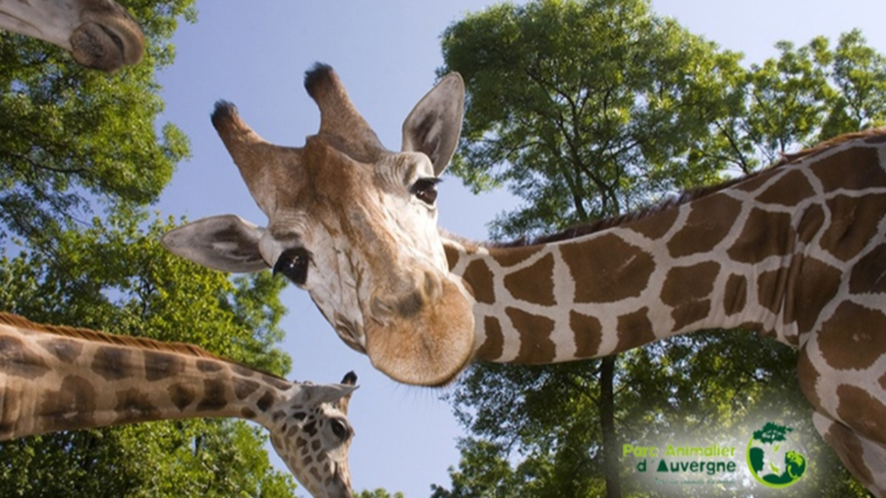 Évadez-vous en Auvergne-Rhône-Alpes au Parc Animalier d'Auvergne ! Évadez-vous en Auvergne-Rhône-Alpes au Parc Animalier d'Auvergne !