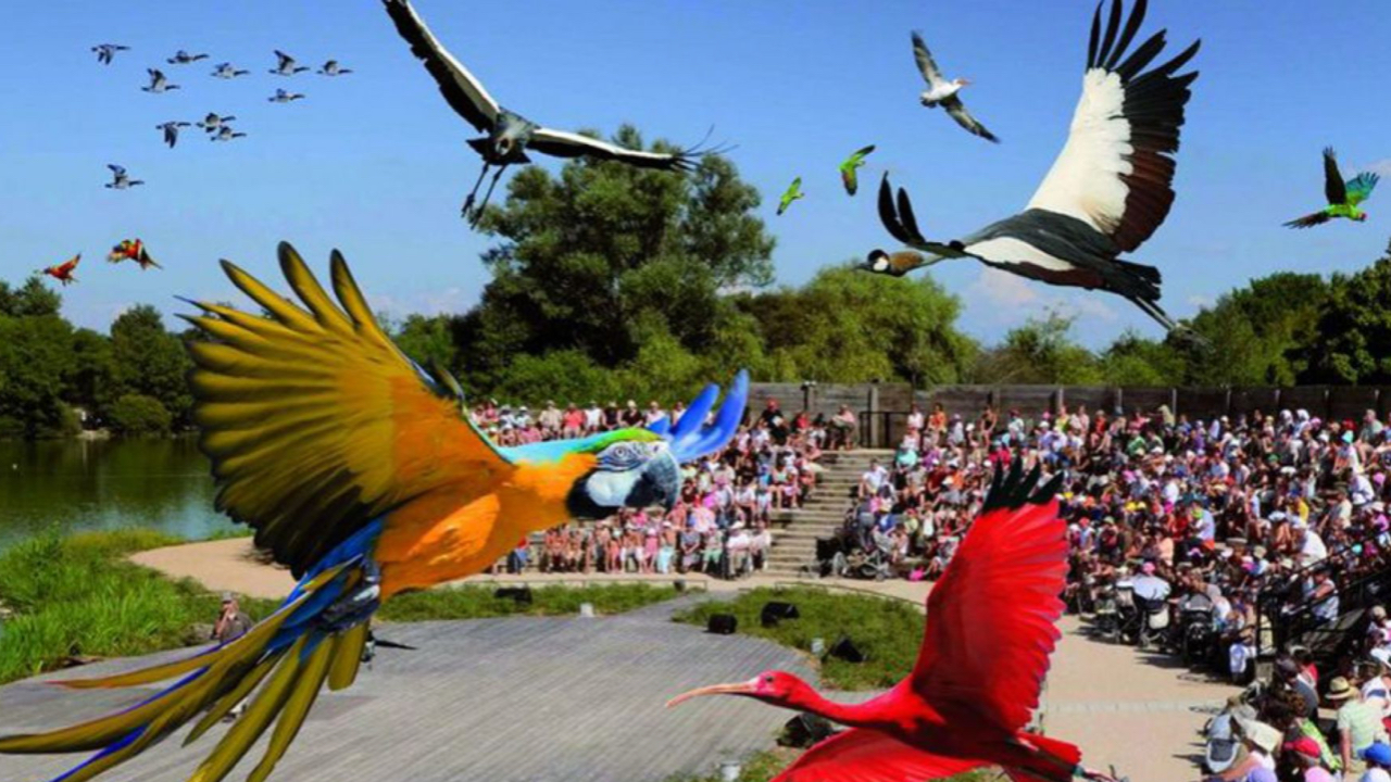 Évadez-vous en Auvergne-Rhône-Alpes au Parc des Oiseaux ! Évadez-vous en Auvergne-Rhône-Alpes au Parc des Oiseaux !