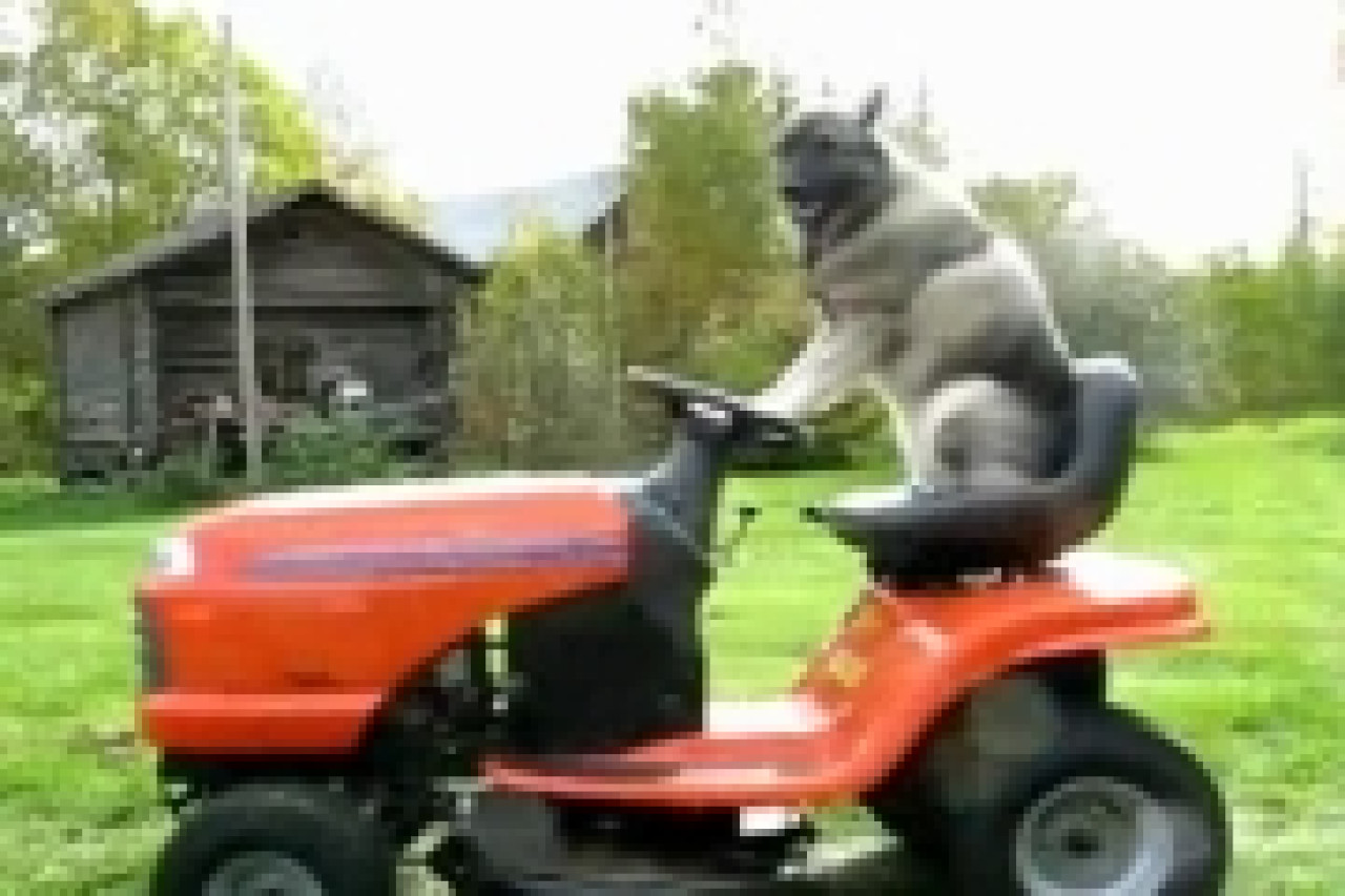 1 chien tond l'herbe