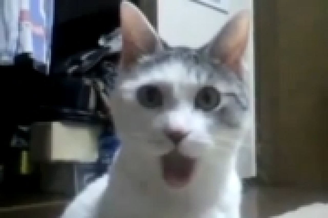 Chat tr&egrave;s &eacute;tonn&eacute; !