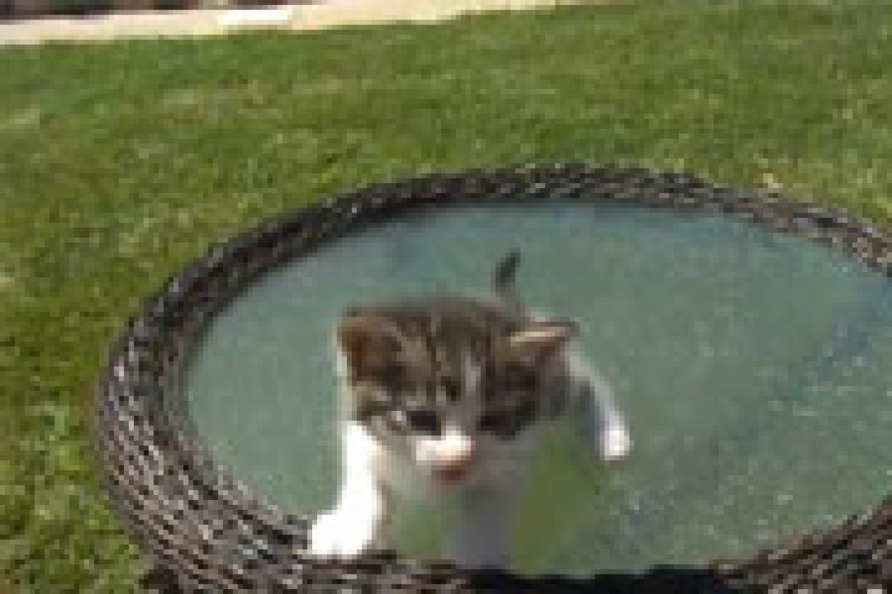 Comment faire un buzz ? Comment faire un buzz ?