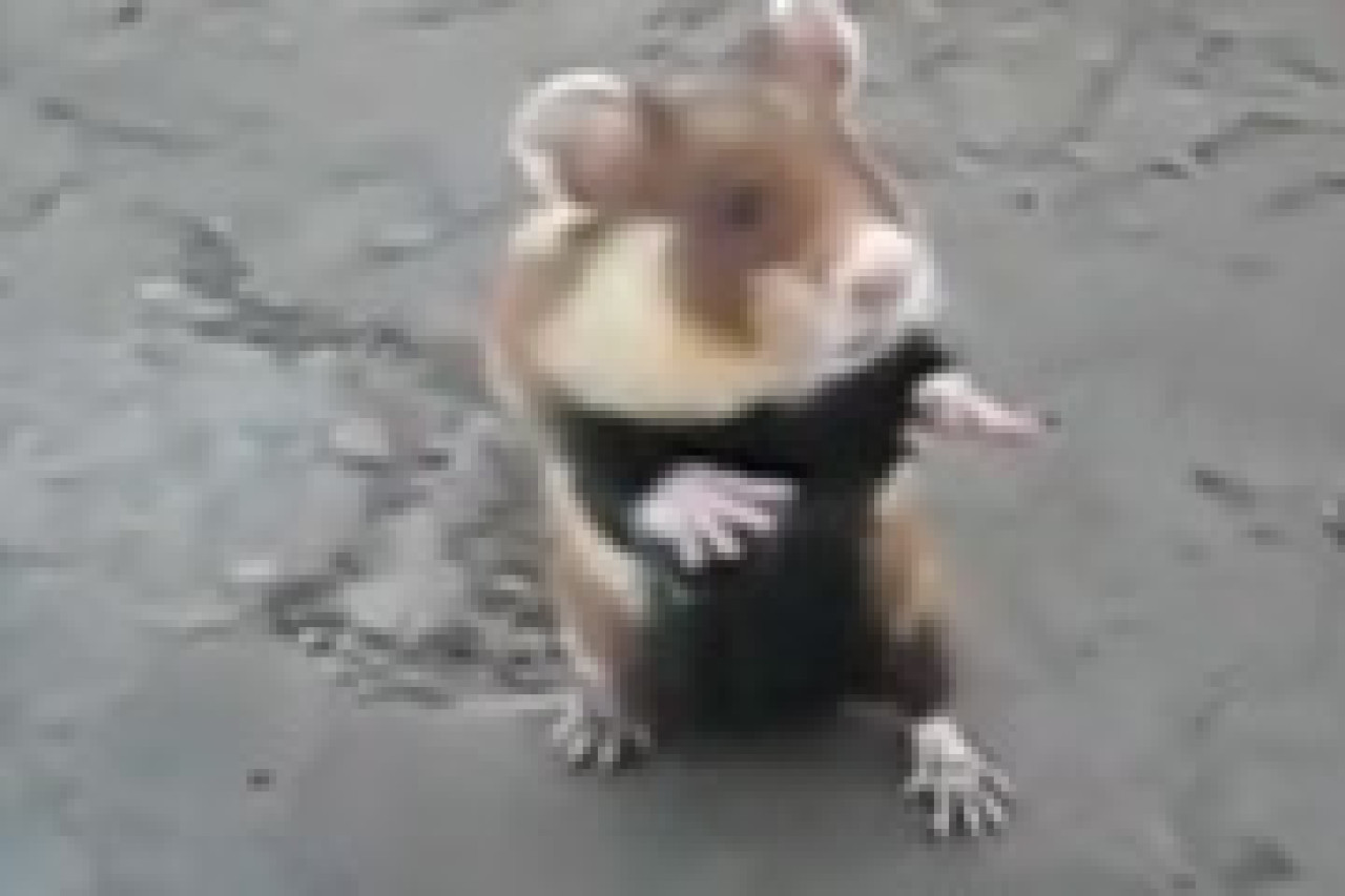 Hamster Gangster