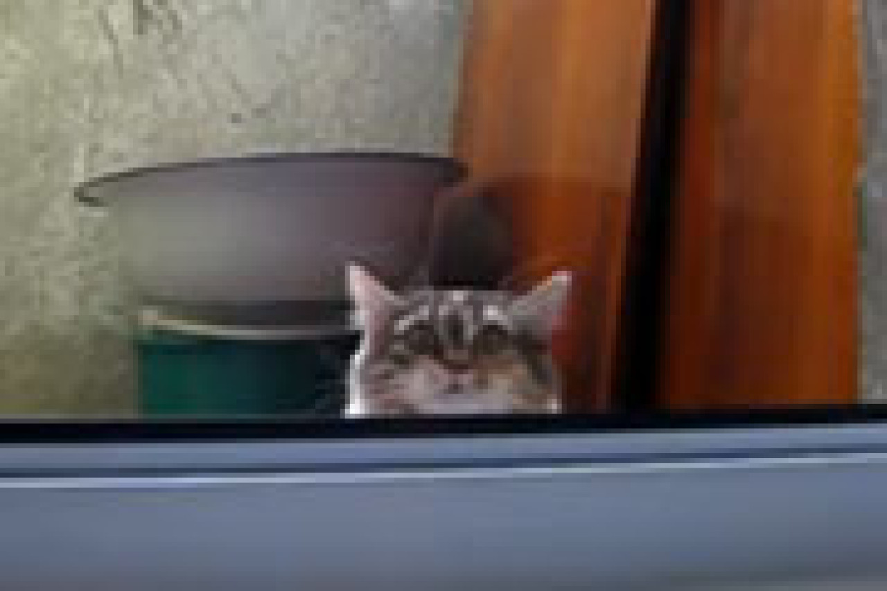 Il faut être prudent quand on est un chat Il faut être prudent quand on est un chat