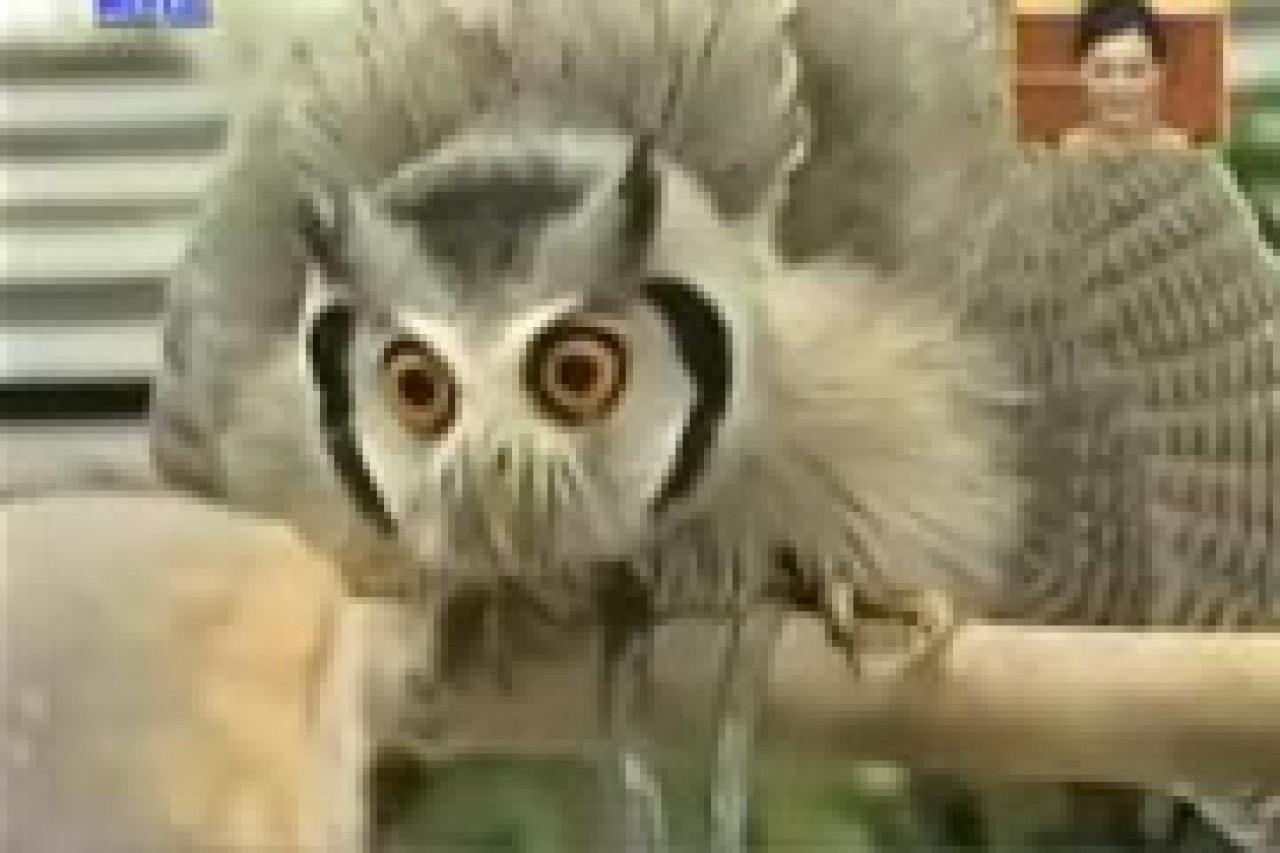 Un caméléon plutôt chouette ! Un caméléon plutôt chouette !