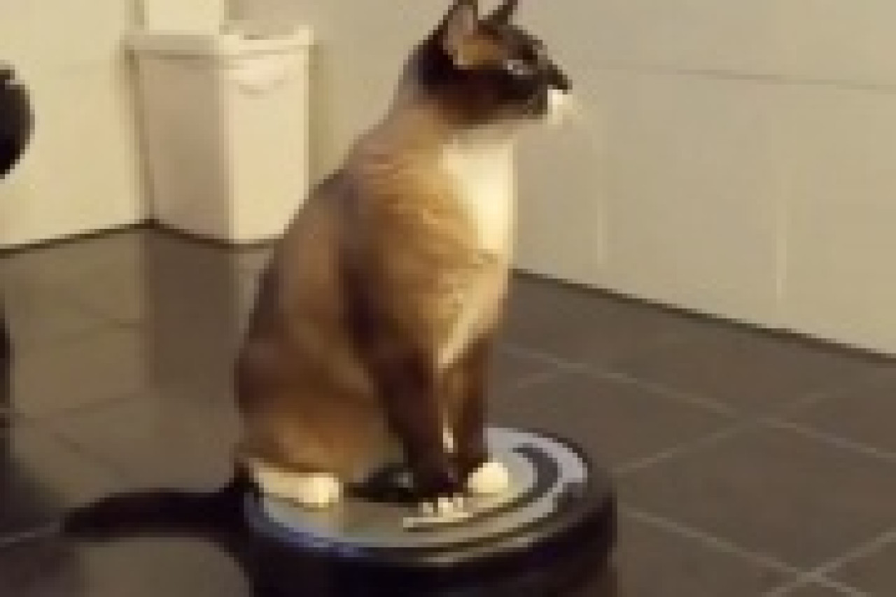 Un chat passe l'aspirateur Un chat passe l'aspirateur