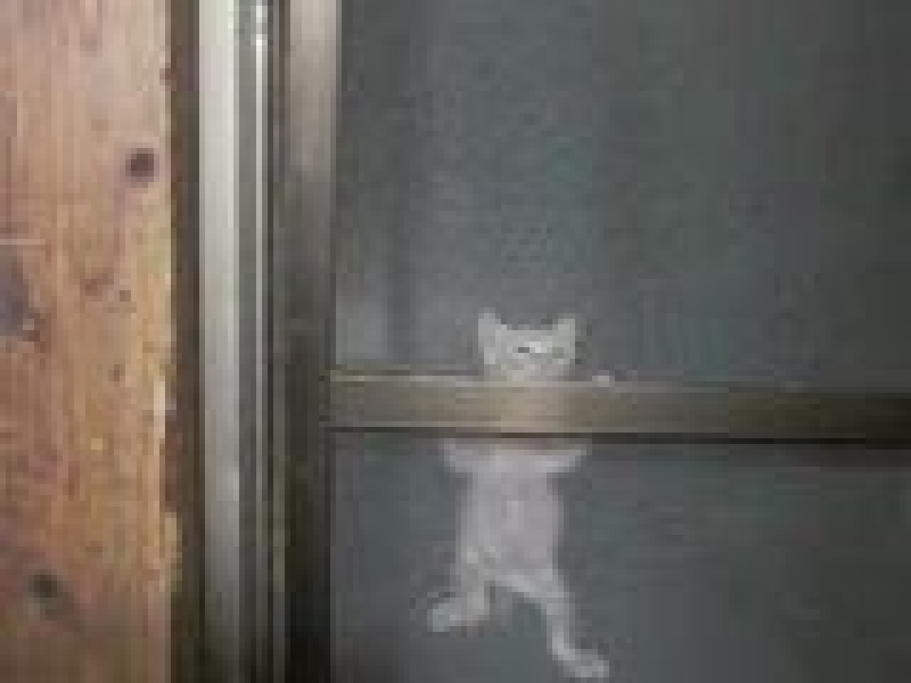 Spider chaton !! Spider chaton !!