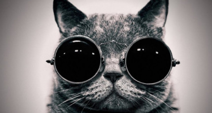 Comment voient les chats ? (Vidéo) Comment voient les chats ? (Vidéo)