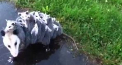 Une maman oppusum porte ses 15 bébés Une maman oppusum porte ses 15 bébés