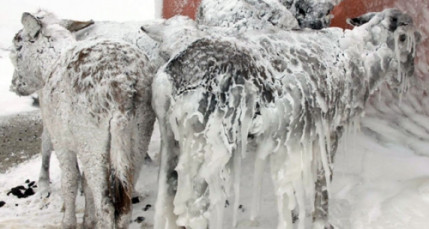 Ânes congelés (mais encore vivants) en Turquie (vidéo) Ânes congelés (mais encore vivants) en Turquie (vidéo)