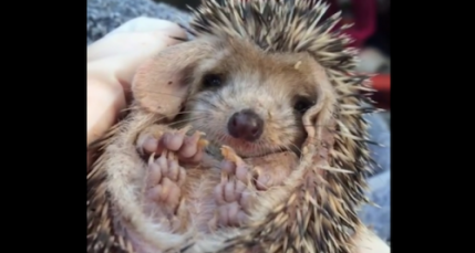 Un bébé hérisson qui baille Un bébé hérisson qui baille