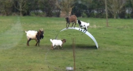 Des chèvres se tappent un délire Des chèvres se tappent un délire