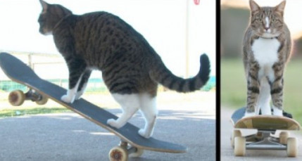 Didga, un chat qui fait du skate ! Didga, un chat qui fait du skate !
